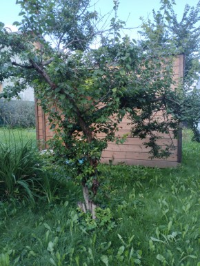 Коллективный сад номер 7, участок 58 в Кировграде - kirovgrad.yutvil.ru - фото 28