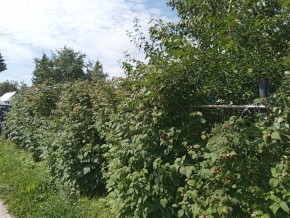 СНТ Медик-2 в Кировграде - kirovgrad.yutvil.ru - фото 3
