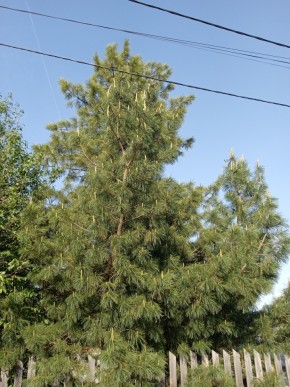 ул. Полынная,29 в Кировграде - kirovgrad.yutvil.ru - фото 18 ул. Полынная,29 в Кировграде - kirovgrad.yutvil.ru - фото 18